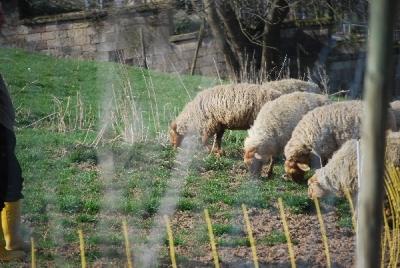 Bilder vom Almauftrieb