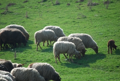 Bilder vom Almauftrieb