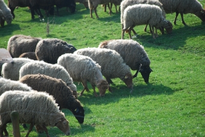 Bilder vom Almauftrieb