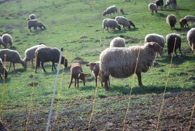 Bilder vom Almauftrieb