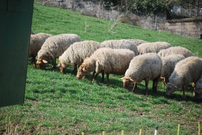 Bilder vom Almauftrieb