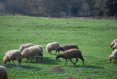 Bilder vom Almauftrieb
