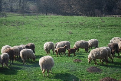 Bilder vom Almauftrieb