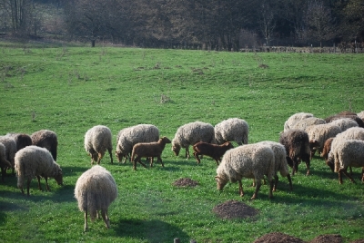 Bilder vom Almauftrieb