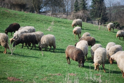 Bilder vom Almauftrieb