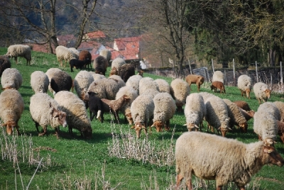 Bilder vom Almauftrieb