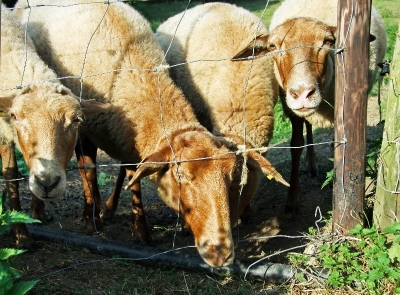 Bilder vom Herdenumtrieb