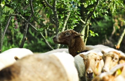 Bilder vom Herdenumtrieb