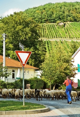 Bilder vom Herdenumtrieb