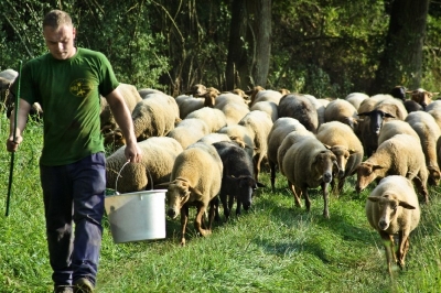 Bilder vom Herdenumtrieb