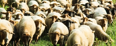 Bilder vom Herdenumtrieb