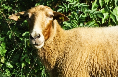 Bilder vom Herdenumtrieb