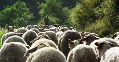 Bilder vom Herdenumtrieb