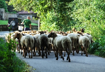 Bilder vom Herdenumtrieb