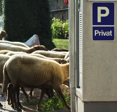 Bilder vom Herdenumtrieb