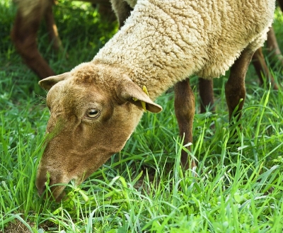Bilder vom Herdenumtrieb
