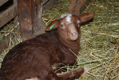 Lammzeit auf dem Biolandhof Obermoschel
