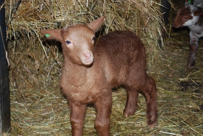 Lammzeit auf dem Biolandhof Obermoschel
