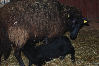 Lammzeit auf dem Biolandhof Obermoschel
