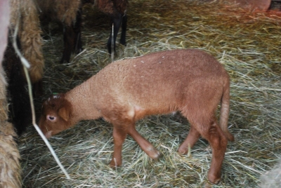 Lammzeit auf dem Biolandhof Obermoschel