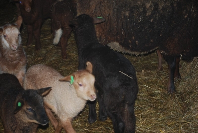 Lammzeit auf dem Biolandhof Obermoschel